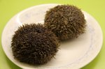 20090228_seaurchin_01_3